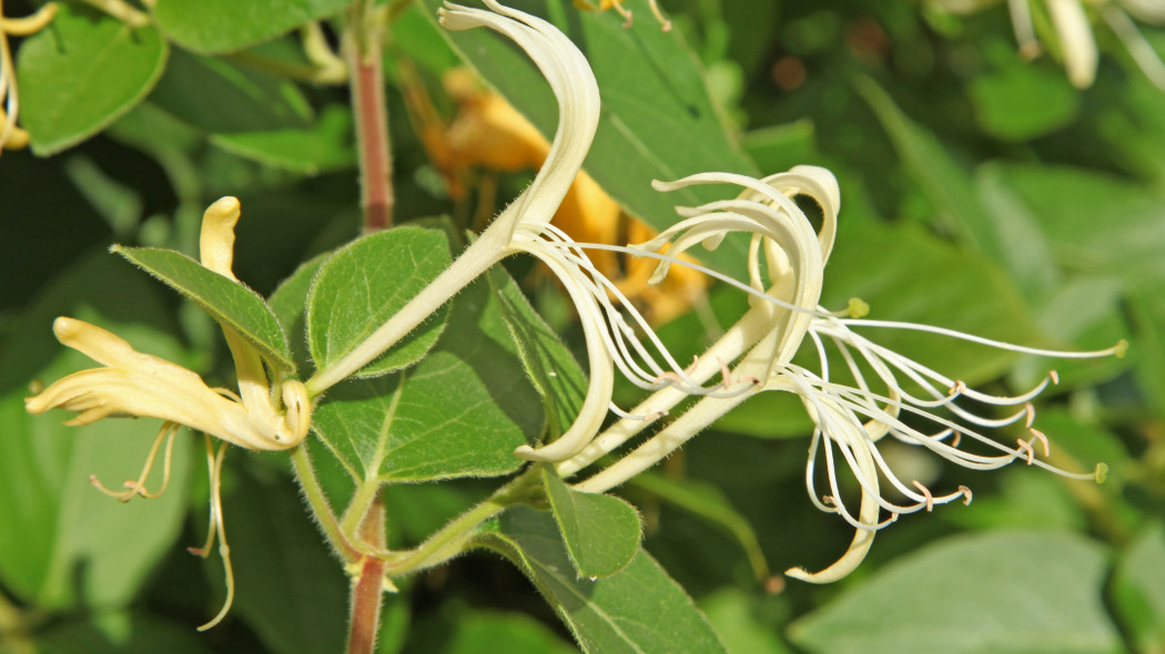 Wiciokrzew zaostrzony Lonicera acuminata kwiaty i liscie