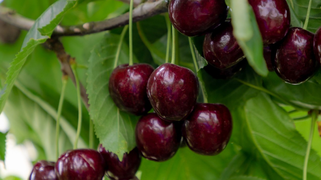 Czeresnia Prunus avium odmiana Regina