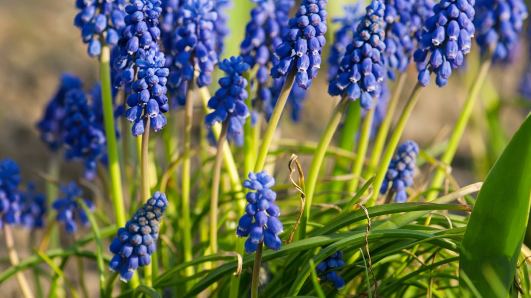 Szafirek groniasty Muscari neglectum