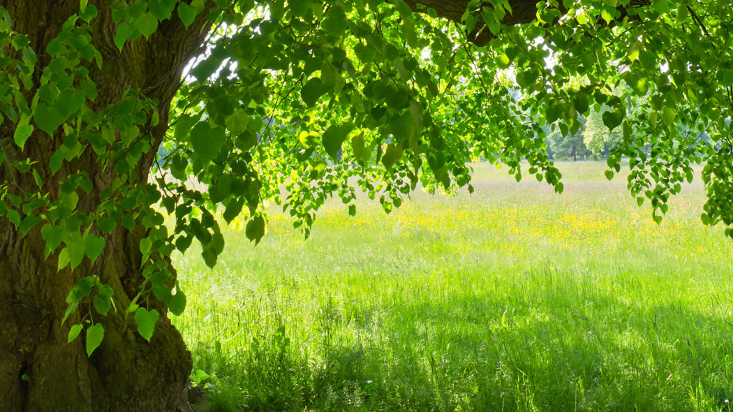 lipa da się lubić - najpiękniejsze gatunki i odmiany fot. IreneuszB Adobestock