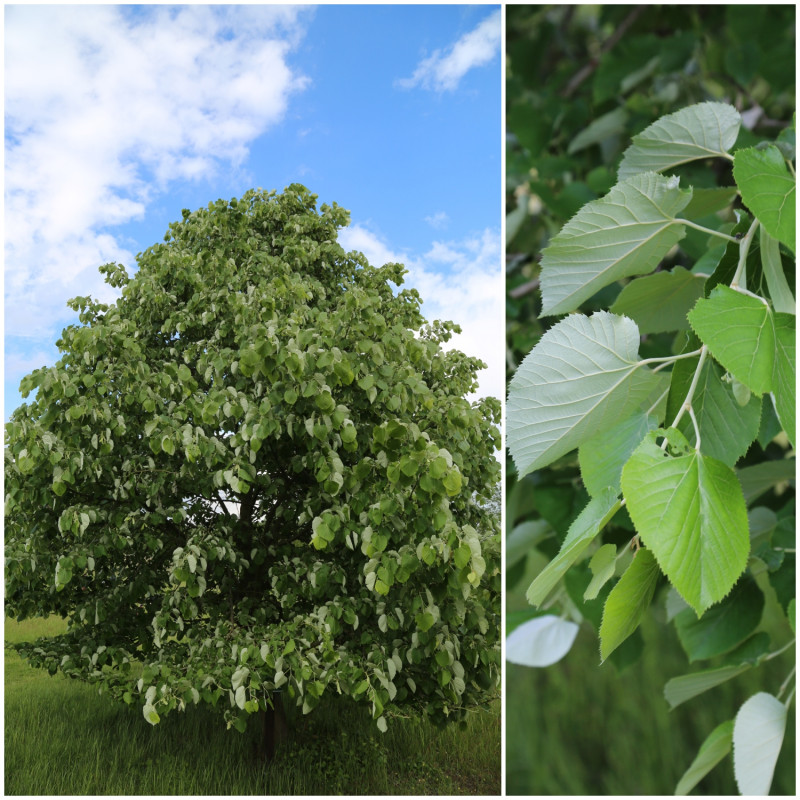 lipa srebrzysta (Tilia tomentosa)