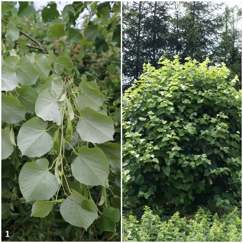 lipa srebrzysta Pendula i Silver Globe