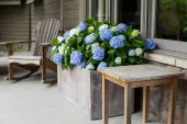 Hortensje ogrodowe Endless Summer