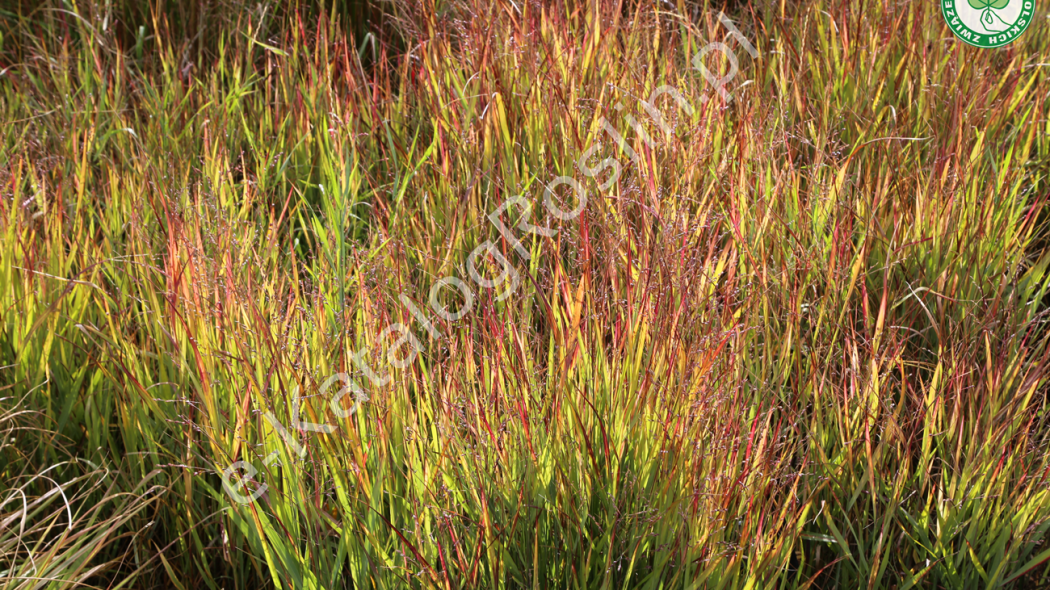 proso rózgowate Panicum virgatum Shenandoah Fot. Grzegorz Falkowski ZSzP