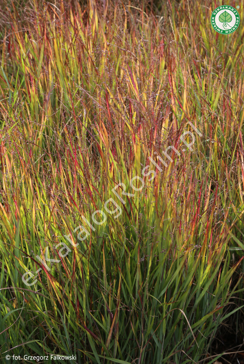 proso rózgowate Panicum virgatum Shenandoah Fot. Grzegorz Falkowski