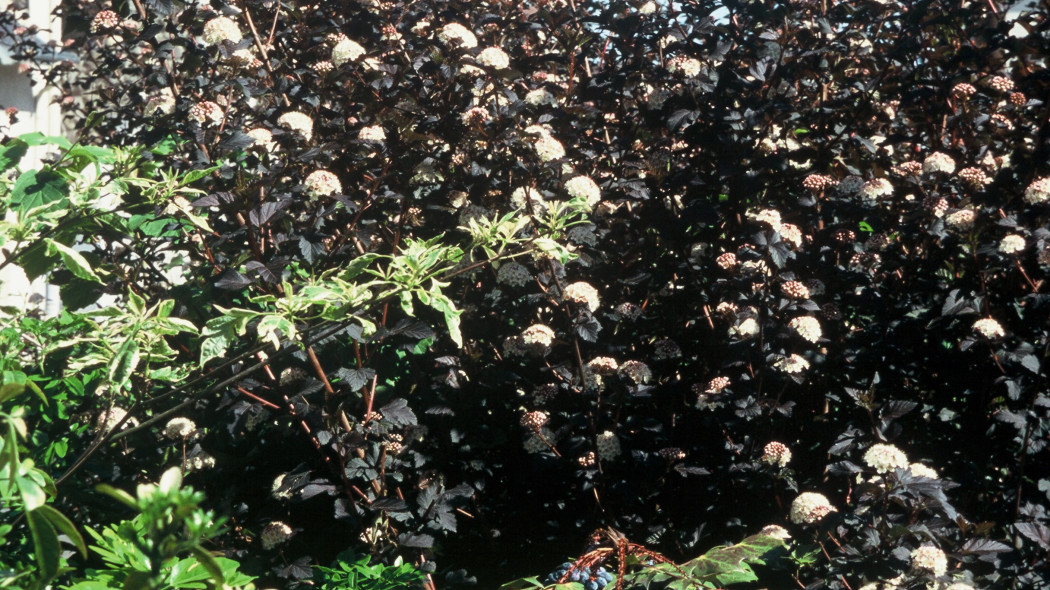 Pecherznica kalinolistna Physocarpus opulifolius odmiana Diabolo, fot. iVerde_