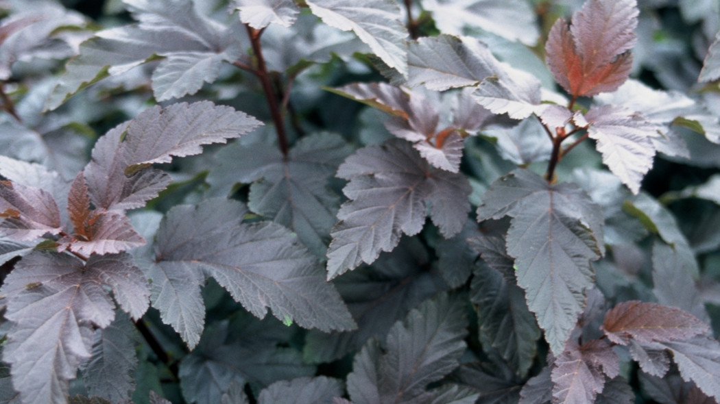 Pecherznica kalinolistna Physocarpus opulifolius odmiana Diabolo, fot. iVerde_