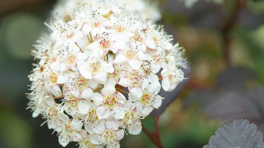 Pecherznica kalinolistna Physocarpus opulifolius odmiana Diabolo, fot. iVerde_