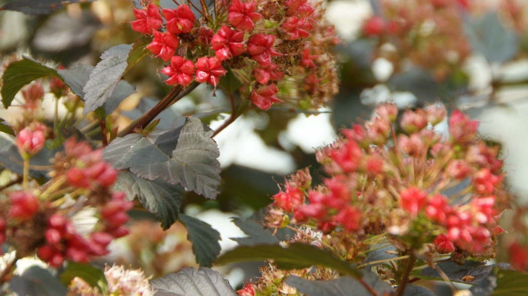 Pecherznica kalinolistna Physocarpus opulifolius odmiana Diabolo, fot. iVerde_