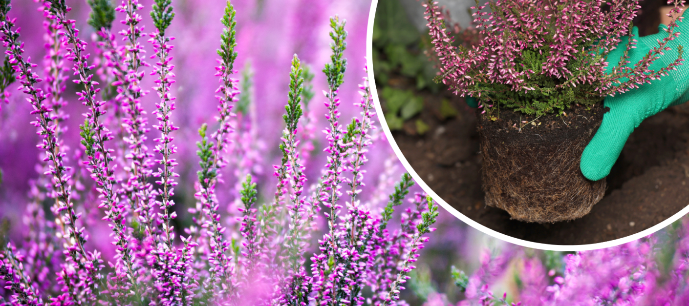 Uprawa wrzosów w ogrodzie