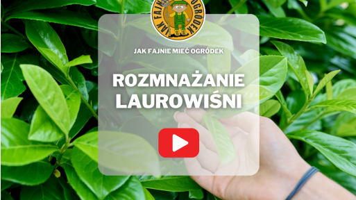 Rozmnażanie laurowiśni | Jak pobrać i ukorzenić sadzonki?