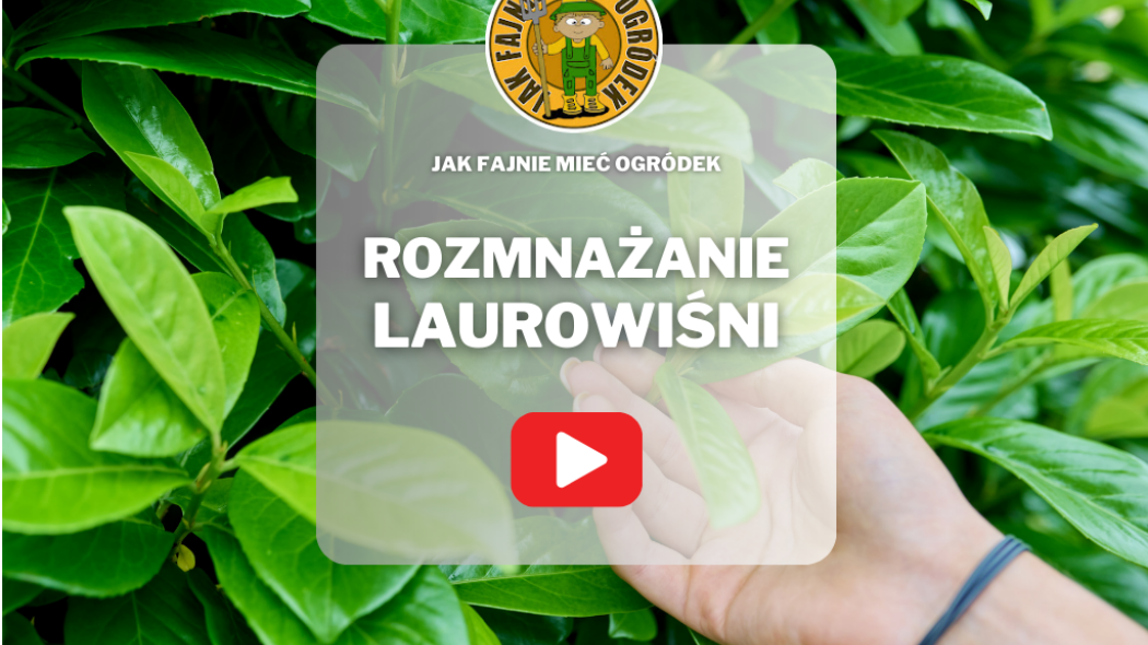 Rozmnażanie laurowiśni