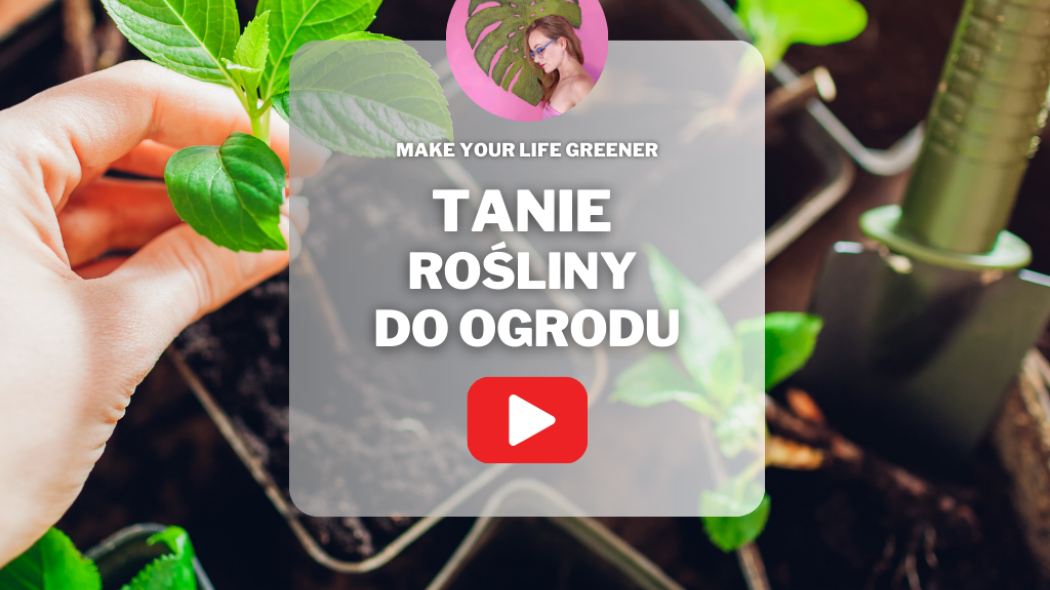 Tanie rośliny do ogrodu