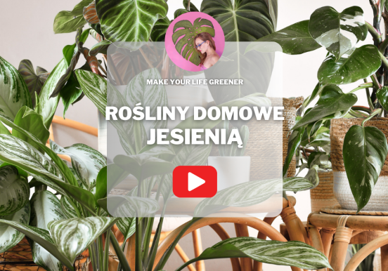10 wskazówek, jak przygotować rośliny domowe do...
