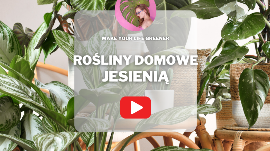 Rośliny domowe jesienią