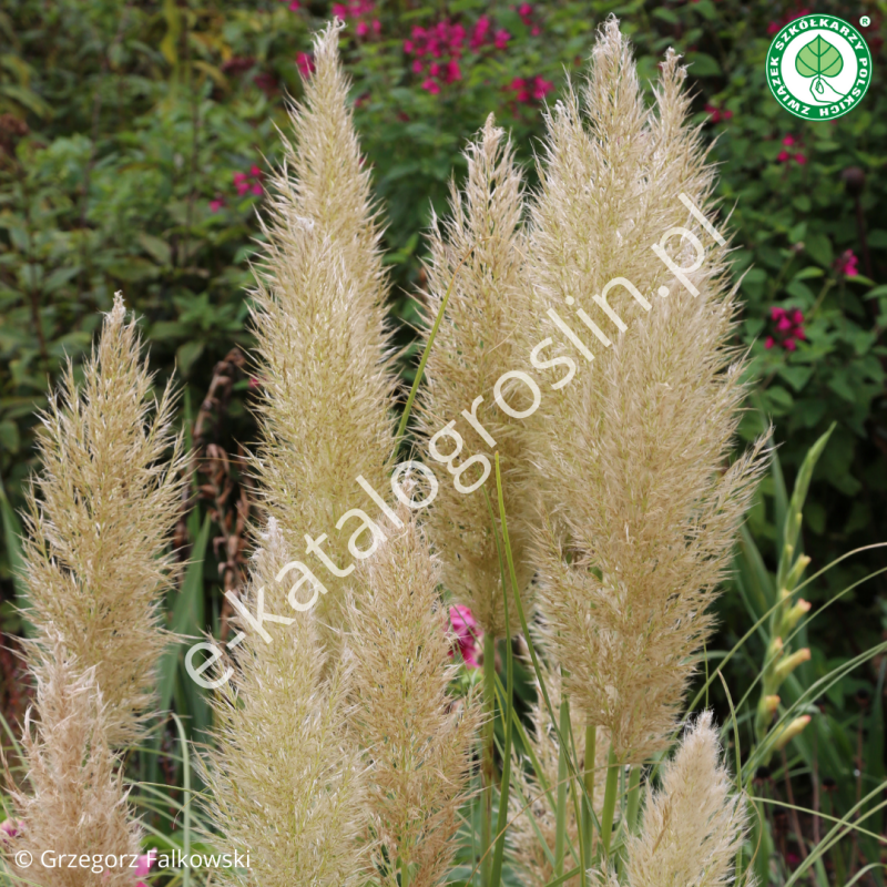 kortaderia pampasowa Cortaderia selloana Pumila© fot. Grzegorz Falkowski