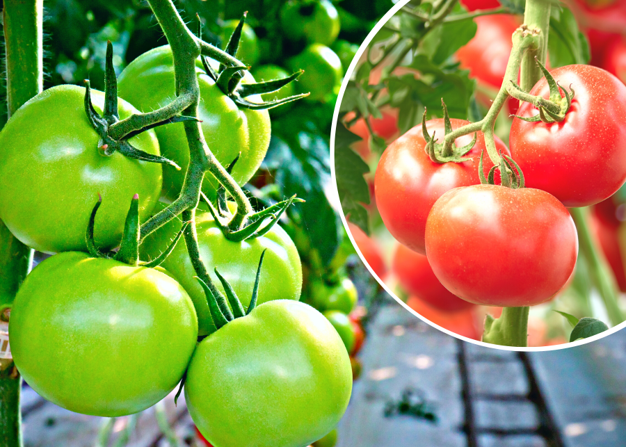 Sposoby na szybsze dojrzewanie pomidorów na krzaku