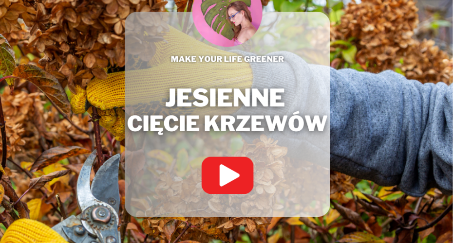 Jesienne cięcie krzewów: jak to robić, by nie żałować? Oto praktyczny poradnik