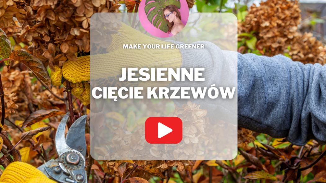 Jesienne cięcie krzewów