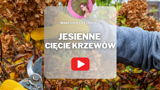 Jesienne cięcie krzewów: jak to robić, by nie żałować? Oto praktyczny poradnik