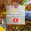 Wrześniowe i październikowe cięcie hortensji. Dlaczego lepiej tego nie robić?