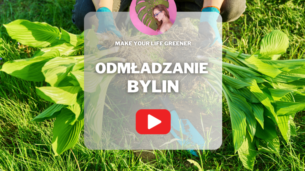 Odmładzanie bylin