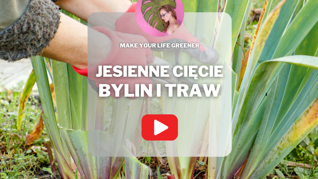 Jesienne cięcie bylin i traw