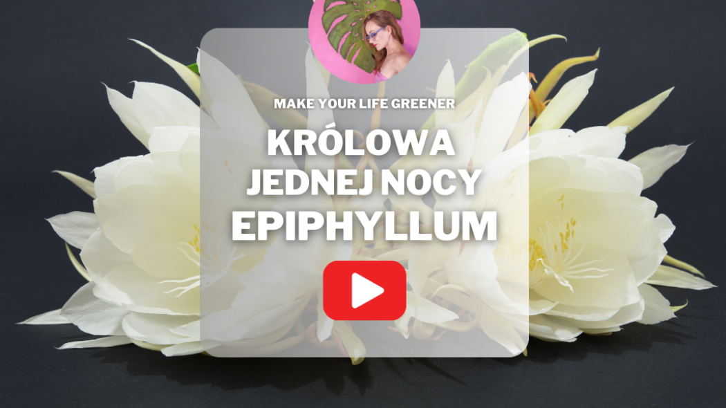 Epifilum - królowa jednej nocy