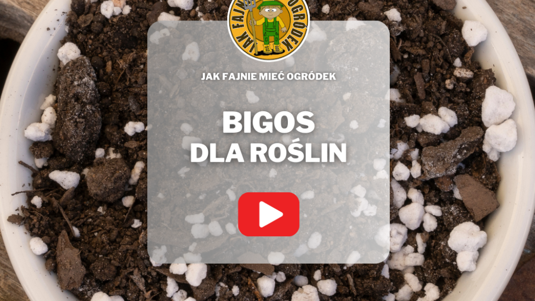 Bigos dla roślin