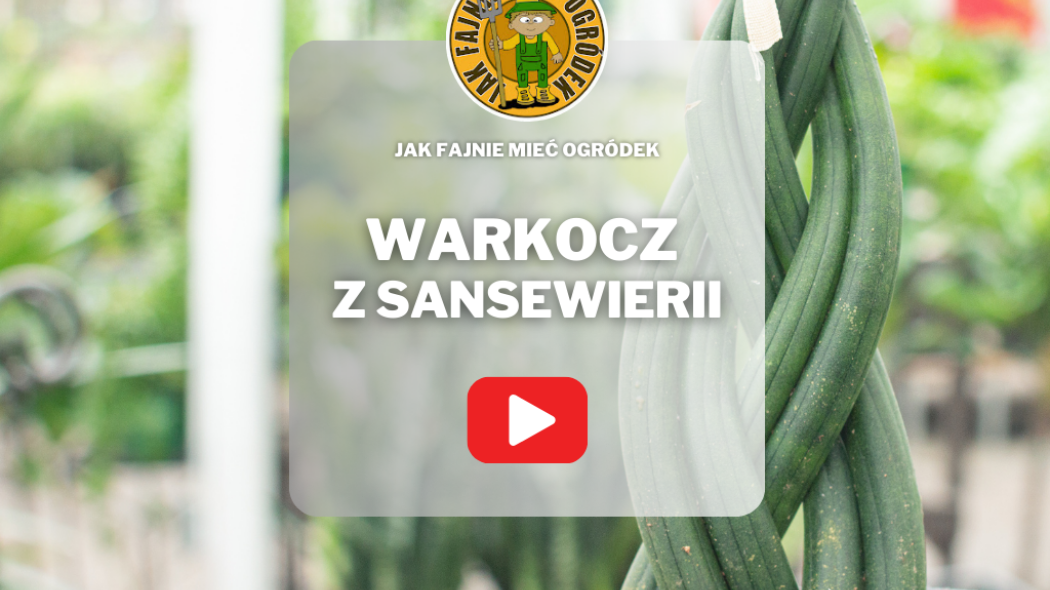 Warkocz z sansewierii