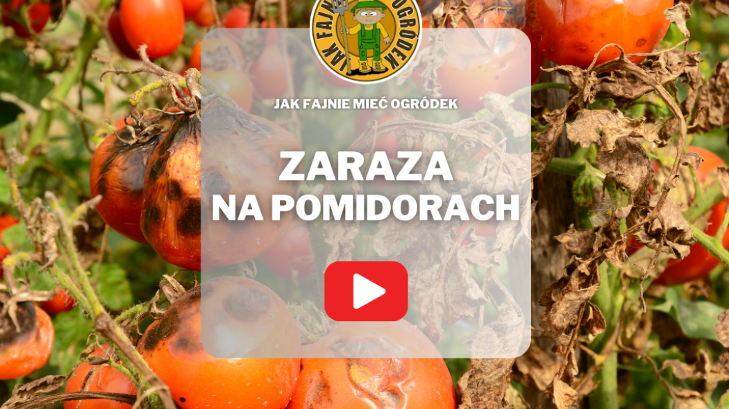 Zaraza ziemniaczana na pomidorach w szklarni