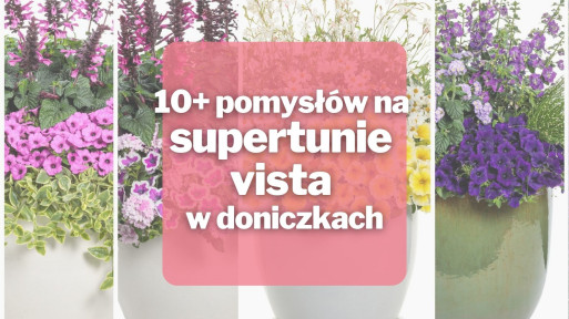 10+ pomysłów na supertunie vista w doniczkach