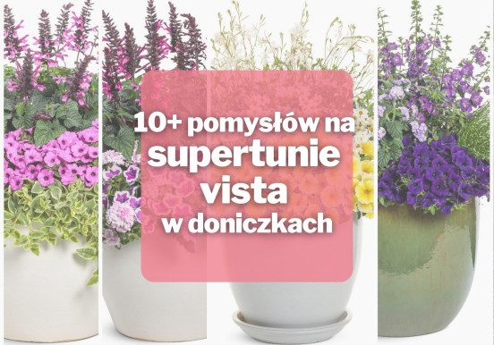 10+ pomysłów na supertunie vista w doniczkach