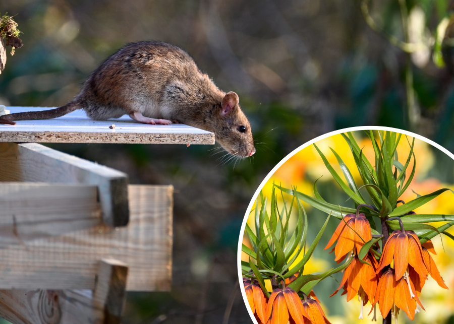Szczury boją się zapachów tych roślin