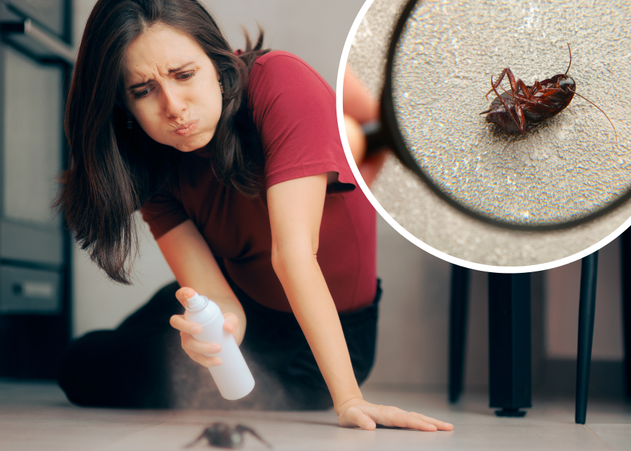 Czarny robak z czułkami w domu - rozpoznawanie i zwalczanie