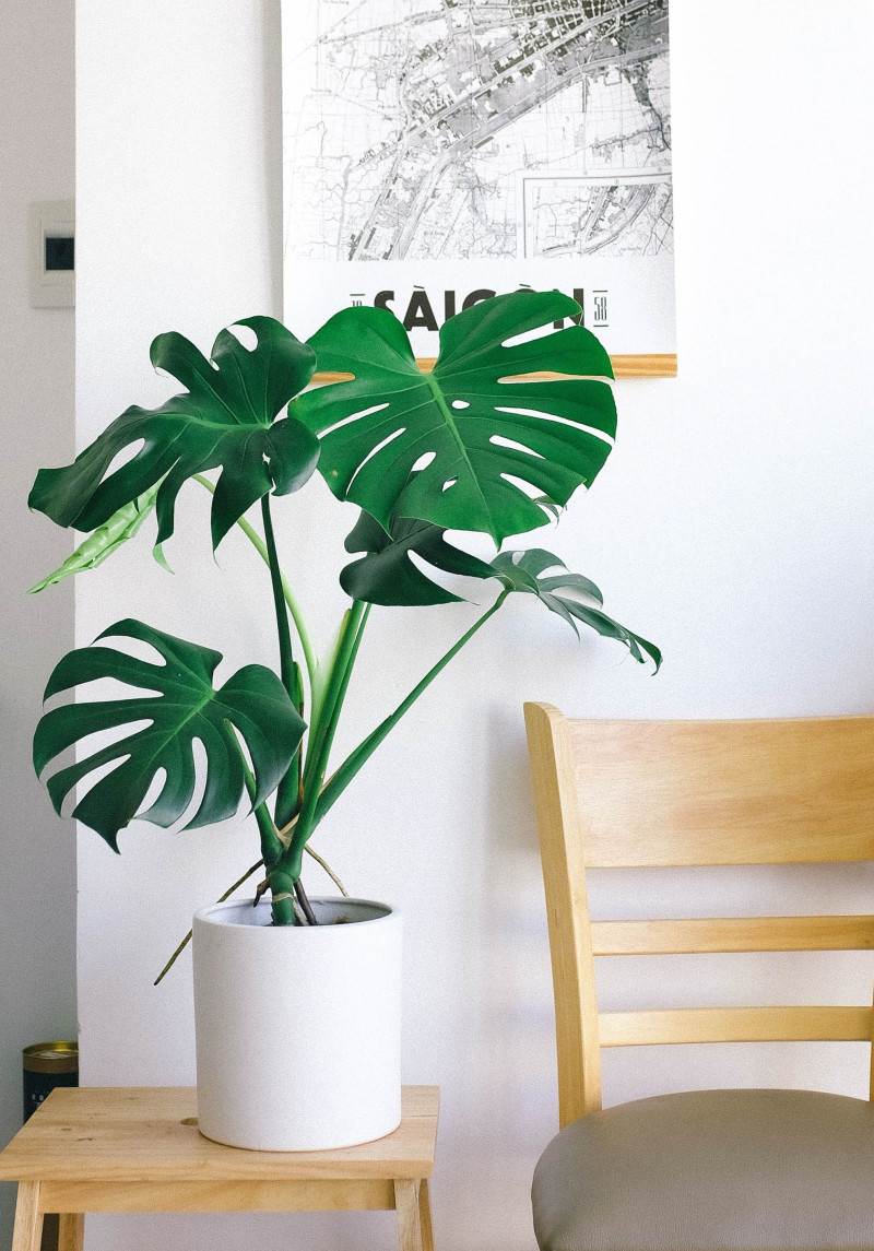 Monstera - roślina doniczkowa PRL-u