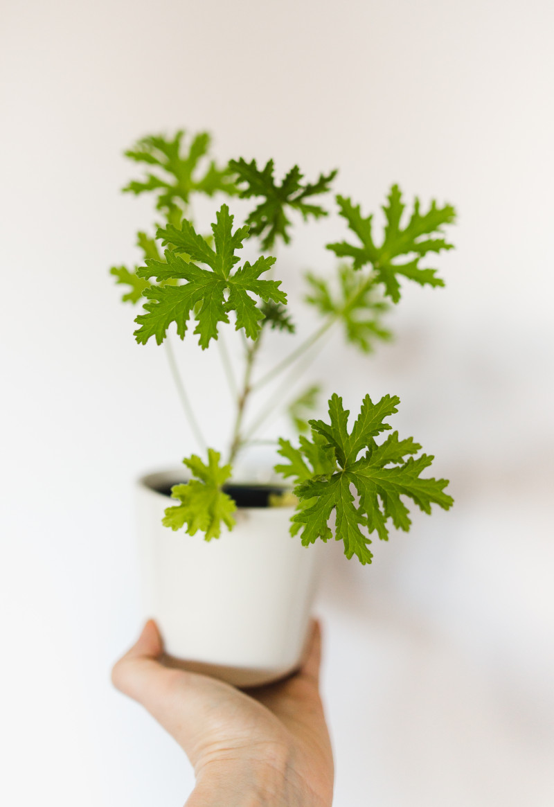 Geranium - roślina doniczkowa PRL-u