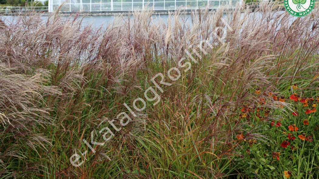 miskant chiński Miscanthus sinensis Ferner Osten fot. Grzegorz Falkowski ZSzP