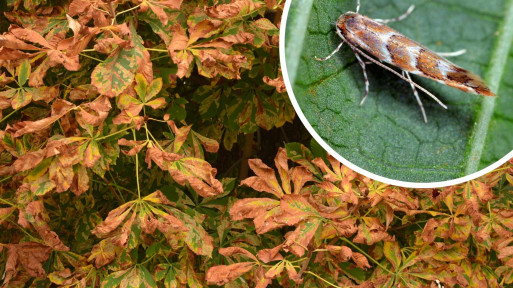 Co zjada kasztanowce? To szrotówek kasztanowcowiaczek – mały motyl, ale groźny szkodnik