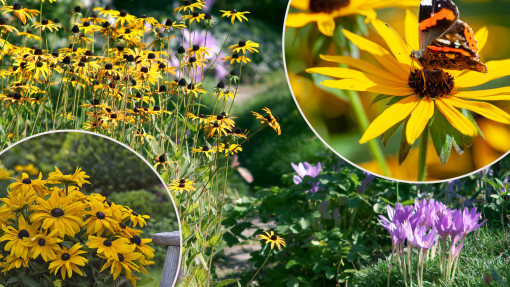 Rudbekia w ogrodzie | Które wybrać i jak o nie dbać, by pięknie kwitły?