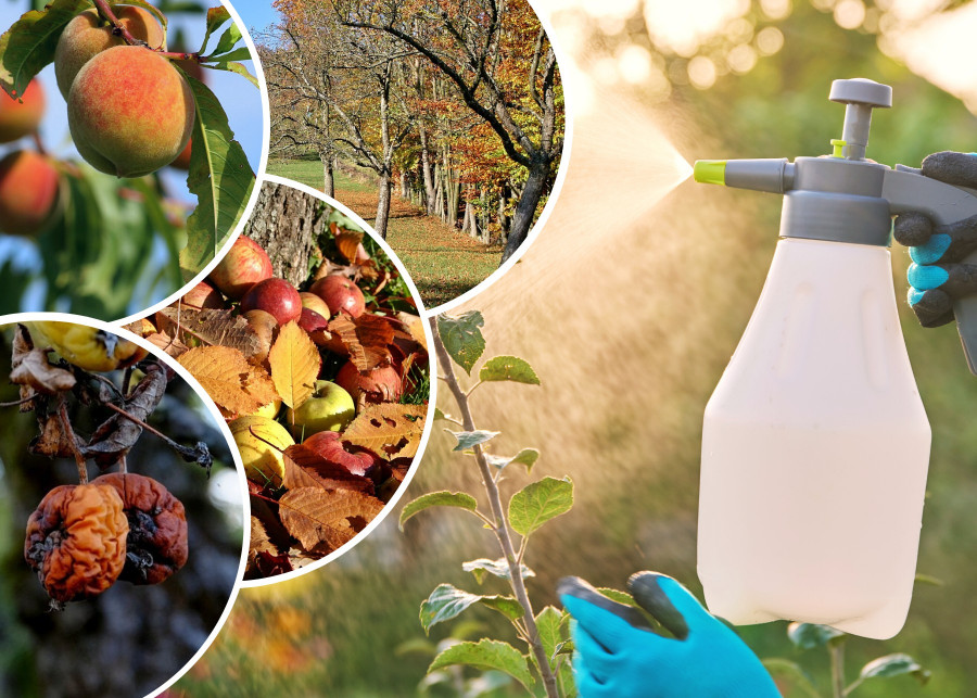 Kalendarz opryskow jesiennych Kiedy i czym dbac o drzewa owocowe