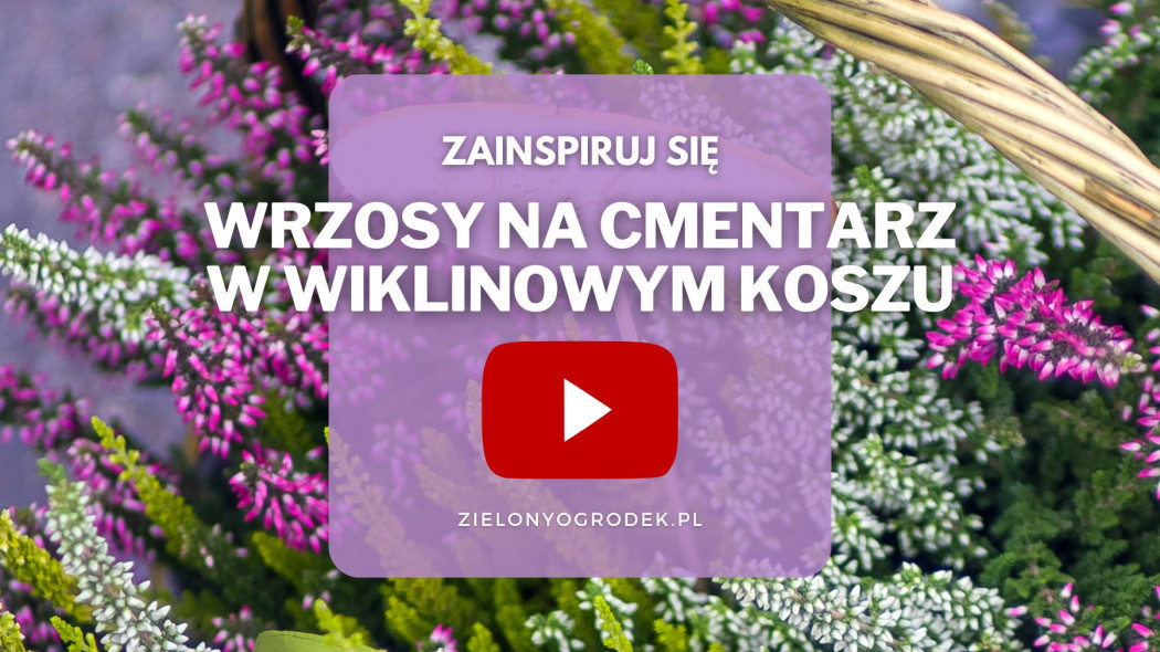 Nie wiesz, jak przygotować wrzosy na Wszystkich Świętych? Kliknij i zainspiruj się