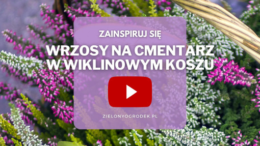 Nie masz pomysłu, jak zaaranżować wrzosy na cmentarz? Zobacz na filmie i natchnij się na aranżację z wiklinowym koszem