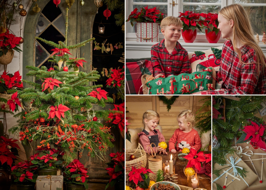 To najprostszy sposób, by stworzyć bajeczny klimat na Święta Bożego Narodzenia: Zaurocz rodzinę blaskiem tych niezwykłych roślin