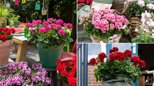 Pelargonia Calliope – wyjątkowe połączenie wytrzymałości z pięknem