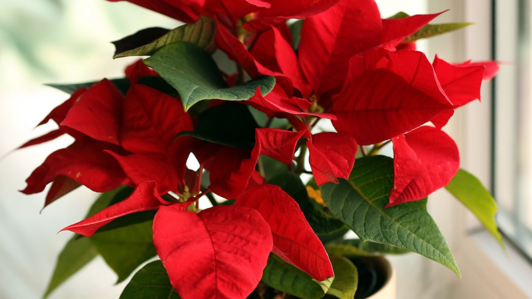 Poinsecja nadobna gwiazda betlejemska poinsettia