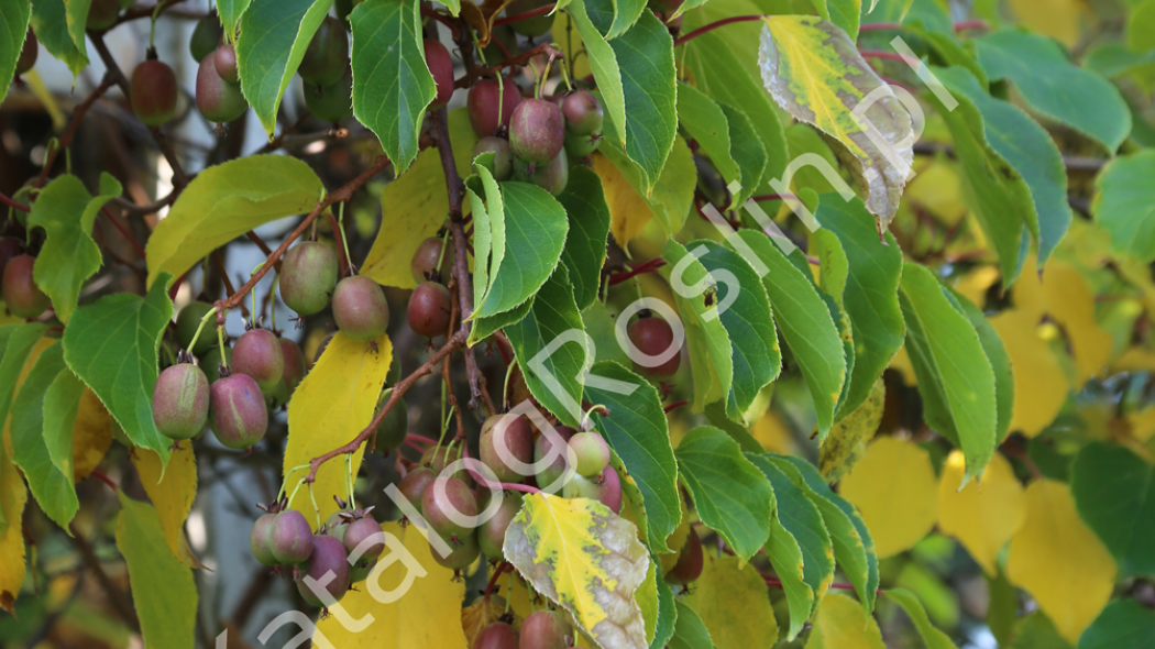 aktinidia ostrolistna Actinidia arguta Weiki Fot. Grzegorz Falkowski ZSzP