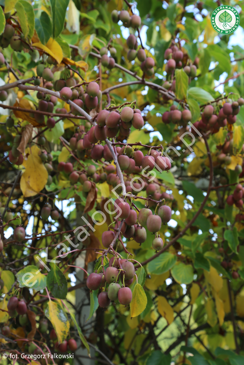 aktinidia ostrolistna 'Weiki'