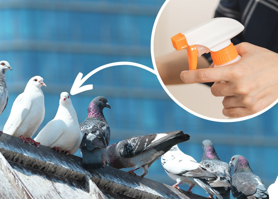 Naturalny srodek na odstraszanie golebi spryskaj nim balkon