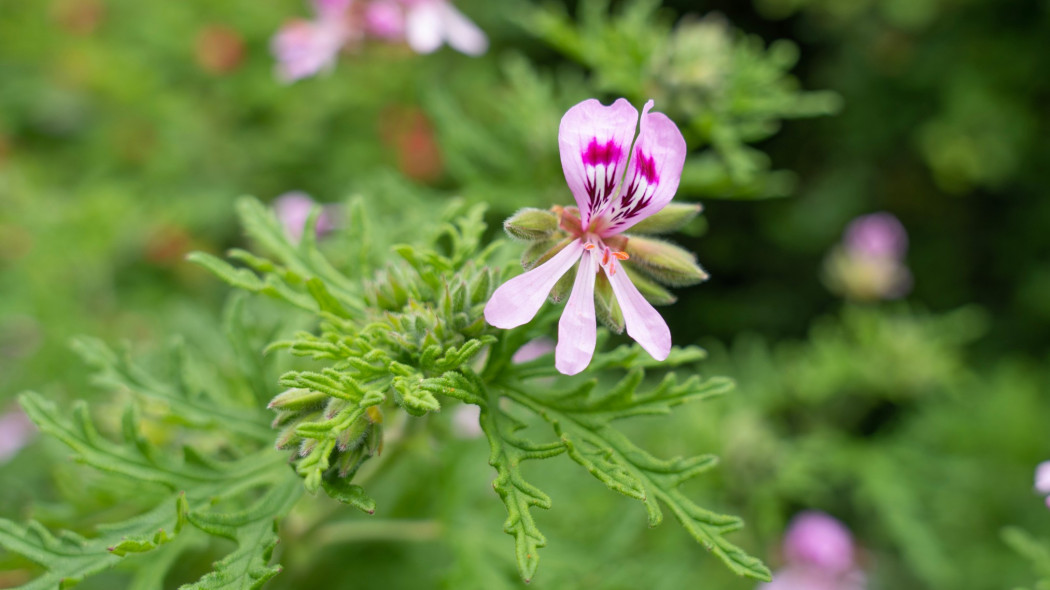 Anginka pelargonia pachnaca Pelargonium graveolens